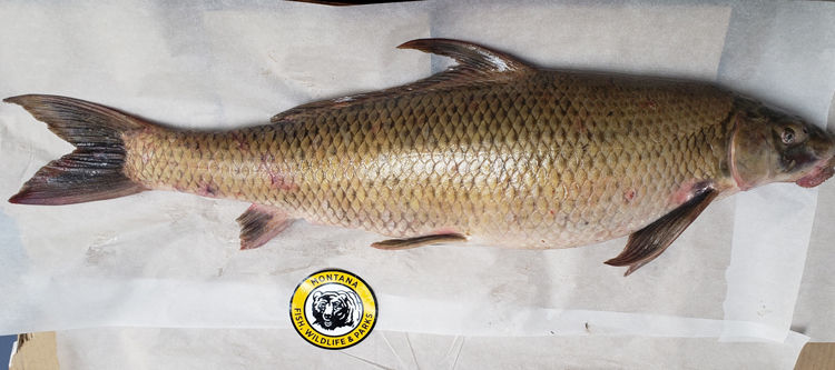 New state record blue sucker